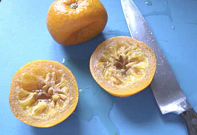 scooping out the inside of poached Seville oranges