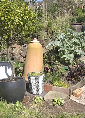 Globe artichokes