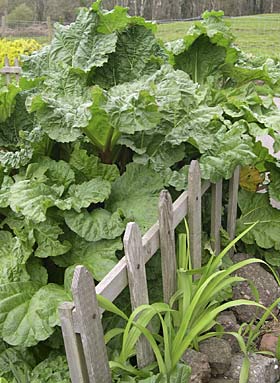 rhubarb in abundance