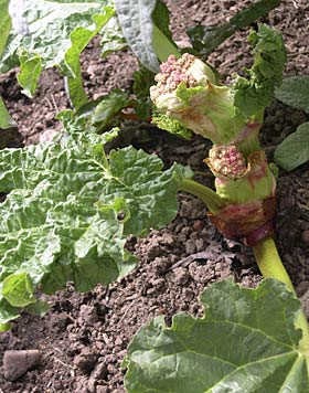 rhubarb starting to flower