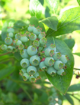 Blueberries starting to ripen.