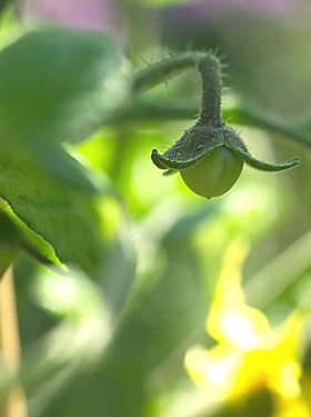 The first tomato fruit starting to form.