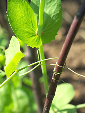 As the peas start to scramble up the pea sticks the tendrils hold on for dear life.