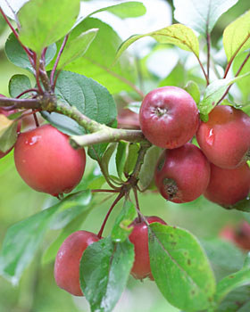 red_crab_apples red crab apples on the tree