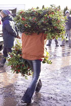 carrying bundles of holly bought at auction december 2008