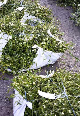 bundles of mistletoe at tenbury wells mistletoe auction 2008