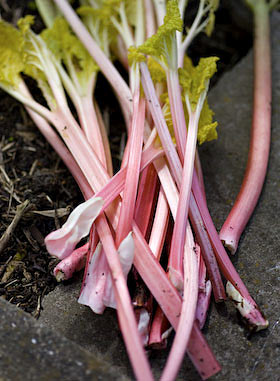 Rhubarb stems