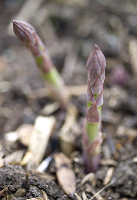 asparagus growing