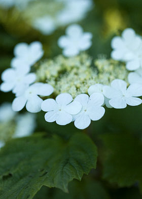 viburnum opulus in the hedgrow