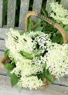 a basket of elderflowers