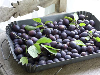 wild damsons