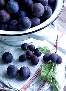 a colander full of damsons