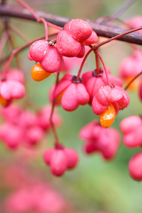 spindle berries