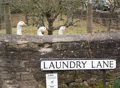 a gaggle of geese down Laundry Lane