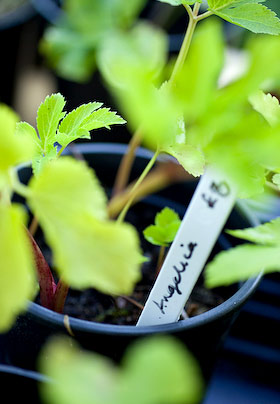 angelica plants for sale