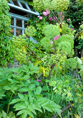 angelica grows into a huge plant and makes a good screen