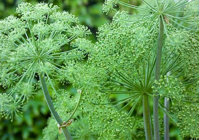 angelica seed heads