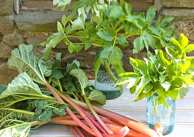 freshly picked angelica and a bundle of rhubarb