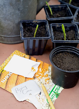 growing popcorn seeds