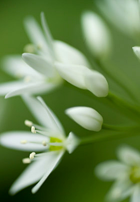 wild garlic flowers in May