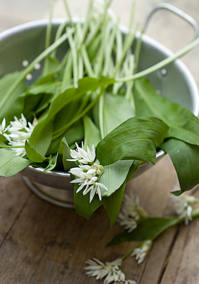 wild garlic freshly foraged in May