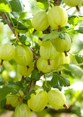 gooseberries growing in the fruit garden