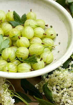 the basic ingredients of an English summer, gooseberries and elderflowers