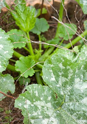 courgette plant growing on next doors allotment