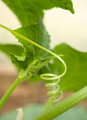 cucumber tendrils