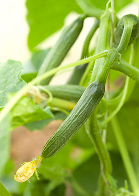 young cucumbers starting to swell