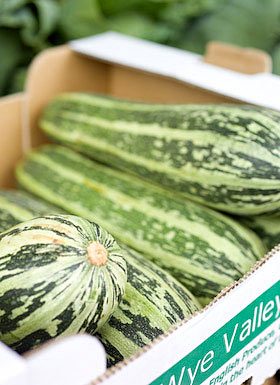 marrows for sale