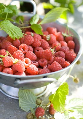 freshly picked raspberries from the garden