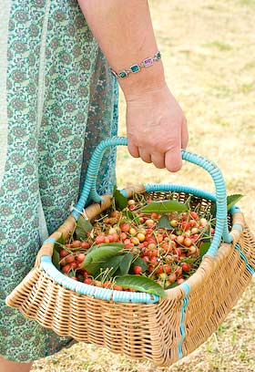 freshly picked cherries in a basket