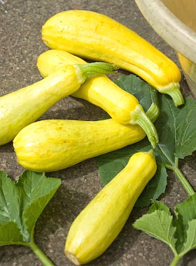 Early Prolific straightneck summer squashes