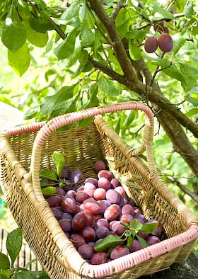 a basket of blaisdon plums