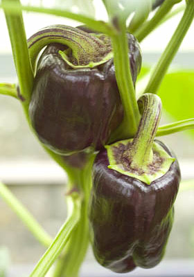 sweet black peppers growing in the greenhouse