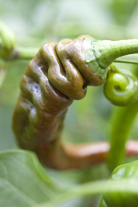 chilli pepper growing