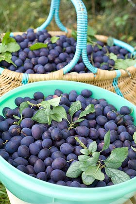 foraging for wild damsons in the Forest of Dean