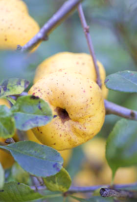 ornamental japonica