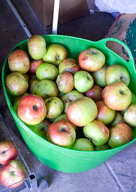 A trug full of Bramley apples stored in the shed