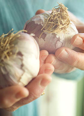 garlic ready for planting