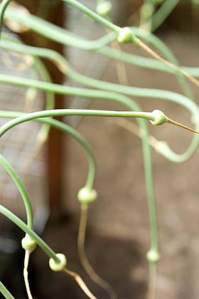 garlic scapes, the flowers of hardneck garlic