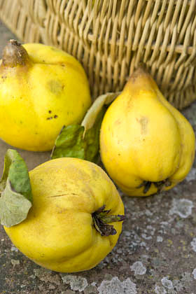 Quince fruits