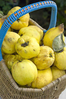 A basket full of quinces