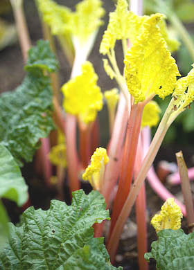 pink stems with lime leaves - early forced rhubarb