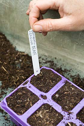 Serbian pole beans planted and labelled