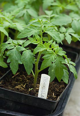 tigrella tomato seedling