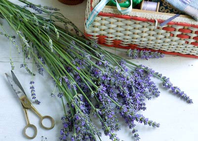 lavender freshly picked