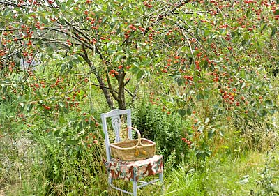 Morello - a sour cherry tree laden with fruit