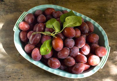 Blaisdon plums picked and ready for jammin'